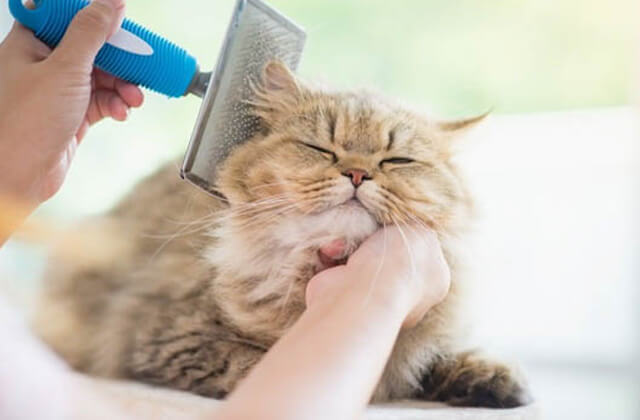 Cat Grooming