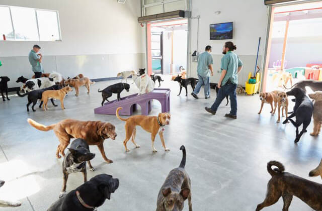 Dog Daycare